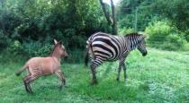 a-zebra-had-an-affair-with-a-donkey-and-gave-birth-to-a