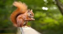 complaint-on-baby-squirrel-in-germany-ULU8DU