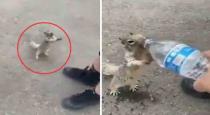 Squirrel asking for water viral video