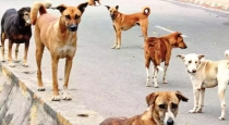 Kerala State Street Dog Byte Issue 
