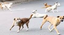 five-people-injured-in-fight-with-street-dog