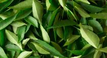 Curry leaves benefits 