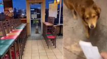 Stray dog eating hotel at every night Subway sally