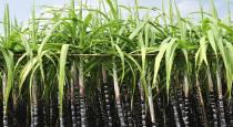 Sugarcane Benefits Tamil karumpu Nanmaigal