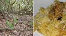 Illegal pairs commit suicide after eating biriyani