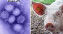 Mizoram Govt Banned Pig Meat Import due to Swine Flu Alert 