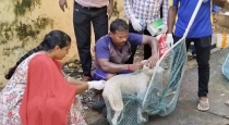 Chennai Royapuram Dog Attack Issue 