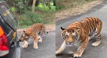 Tiger pulling tourist vehicle in Bannerghatta park