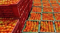 Tomato price Chennai koyambedu