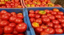tomato price decreased