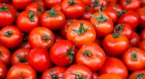 Chennai Koyambedu Market Tomato Price 
