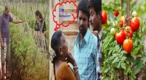 Pune Husband and wife gain 2.80 crores by selling of tomato 