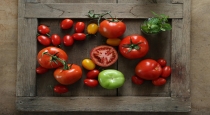 How to Identify Chemically Ripened Tomatoes: Key Signs Every Consumer Should Know