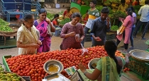 Tomato price reduce in tamilnadu 