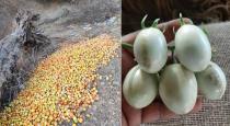 New virus attack maharashtras farmers tomato