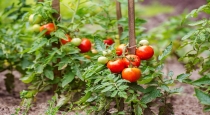 Tomato Farmer gain 1.40 crore in one month