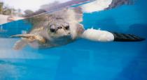Artificial leg fixes for a lost turtle