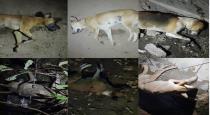 Trichy Near Edamalaipatti Pudur Village Krishnapuram Street 18 Dogs Died Mystery 