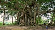 200-year-old-tree-transplant-in-alangulam