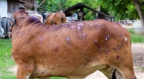 mysterious-disease-spreading-to-cattle-killing-in-bunch