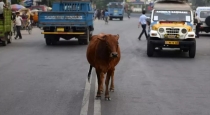 Road accidents increased by cattle... More than 900 people died in the last five years-Ariana..