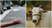 Tragedy after cow spooks two-wheeler: Woman tragically killed