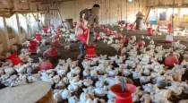 1800 chicks died in Kerala government farm due to bird flu..