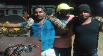 The python that entered the town caused excitement... Shocked by the incredible courage of the youth...