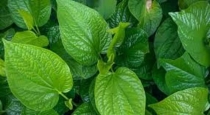 Benefits of eating betel leaves daily to detoxify our body..