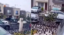 In Japan, thousands of crows surrounded the island in a crowd.... people in shock...