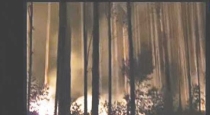 terrible-forest-fire-in-kodaikanal-expensive-trees-burn