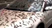 Sensational video spreading that it rained worms in China..?... Scientists explain...