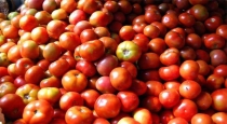 tomatoes-worth-rs15-lakh-stolen-from-karnataka-farm