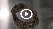 Viral Video Shows Snake Eating Itself
