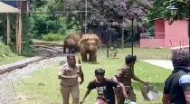 forrest officers freared and run for elephant