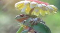lovable-frog-video-viral