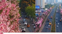Chennai-pink-trumpet-blossom-drone-video-viral