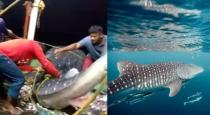 Kerala fishermen helped whale shark get into sea