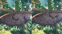 HoneyBee Warning On by Their Own Way 