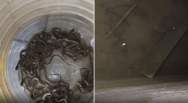27-snake-hatchlings-found-in-water-tank-odisha