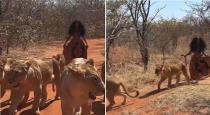 a Woman Come With Lion Group Safari Gallery Instagram Video Goes Viral 
