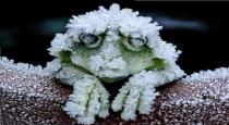 Alaska Wood Frog Freeze Next 7 Months due to Cold 
