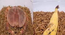banana-and-crab-vs-10-thousand-worms