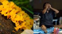 Yellow fungus symptoms in tamil