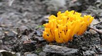 yellow-fungus-infection-found-in-up-man